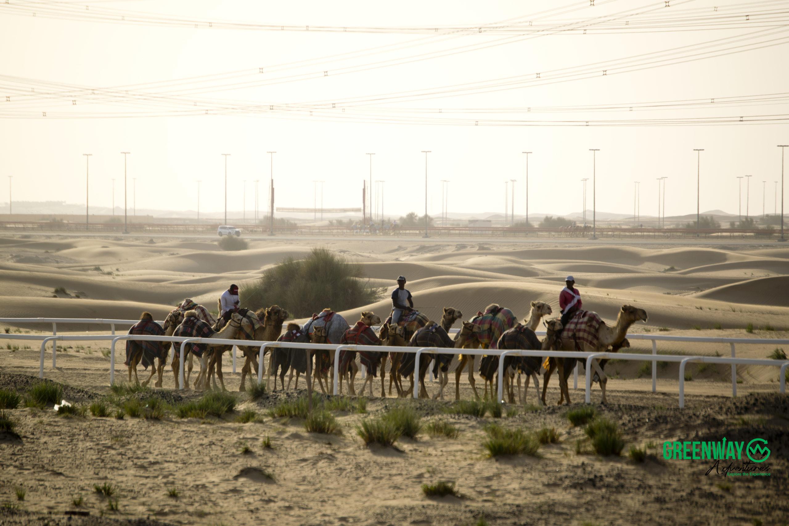 Basic Camel Training & Real Bedouin Life