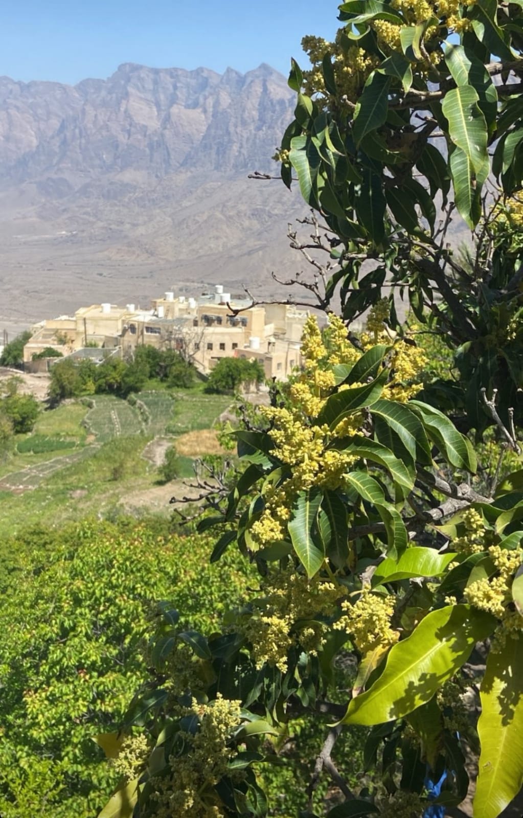 Blossom Valley and Iftar in Jebel Akhdar