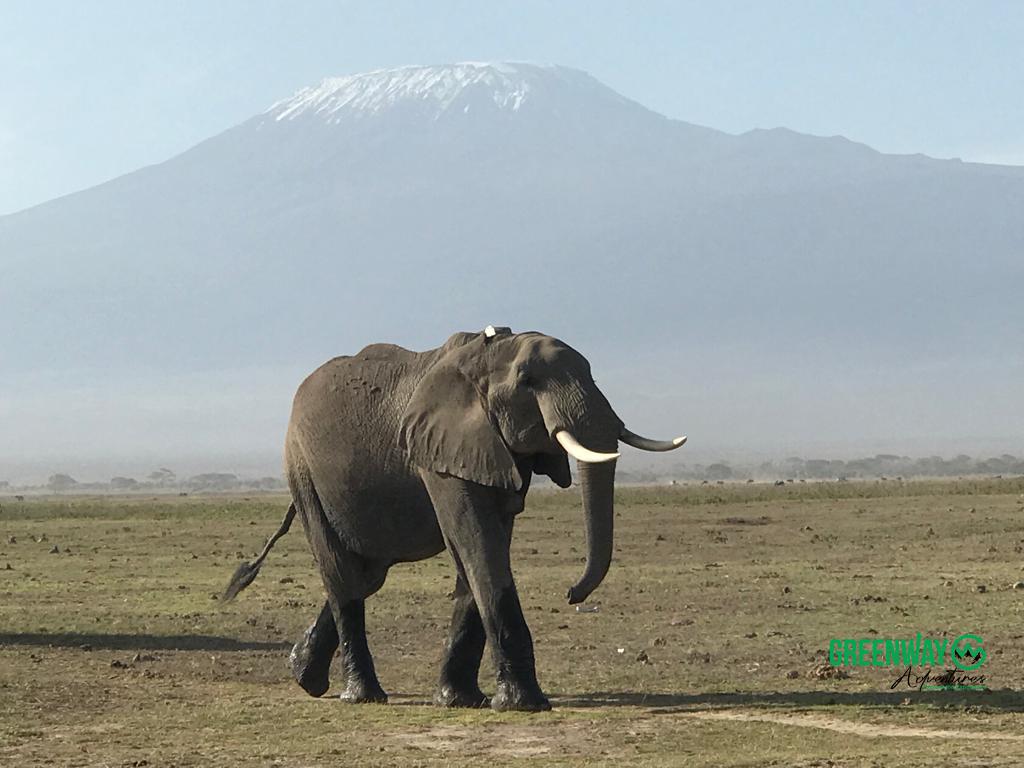 4 Days Tsavo National Park & Amboseli (UAE National Day) Kenya